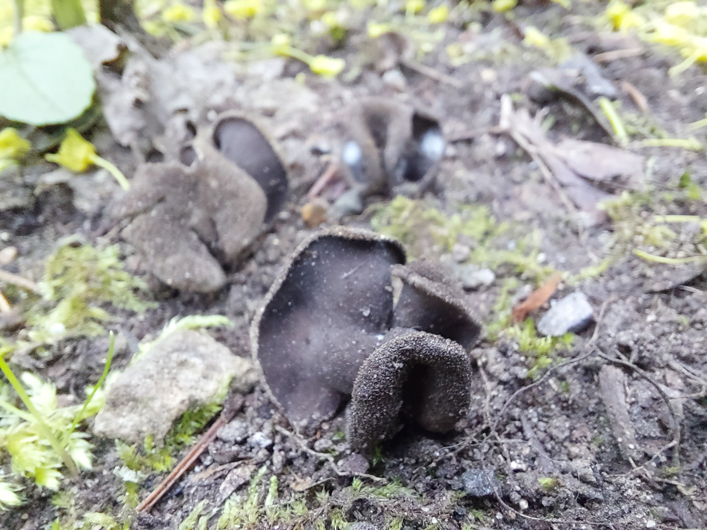 Photo © Jesper Launder Helvella cf. pezizoides by Jesper Launder